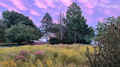 Sara Weaner Cooper The Coopers' front yard now teams with different native flowers (Credit: Sara Weaner Cooper)
