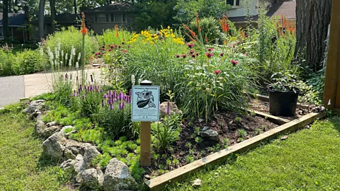 Marc Johnson Johnson's front lawn meadow is broken down into smaller specific pollinator gardens, including this waystation for monarch butterflies (Credit: Marc Johnson)