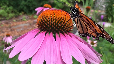 Marc Johnson In Johnson's garden, a monarch butterfly sits on a purple coneflower (also known as echinacea) – a favourite perennial plant of bees and butterflies (Credit: Marc Johnson)