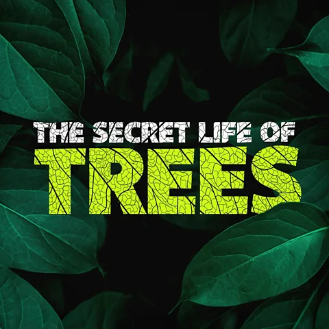 The Secret Life of Trees Season 1