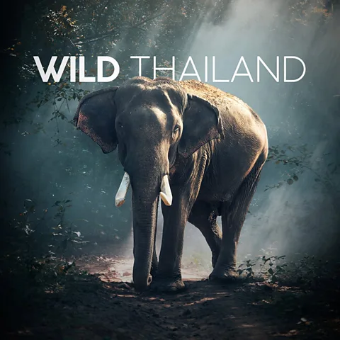 Wild Thailand Season 1