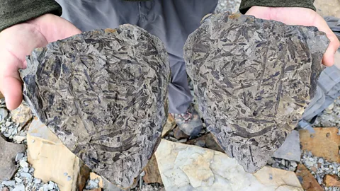 Jen Rose Smith Joggins Fossil Cliffs is filled with evidence of life from more than 300 million years ago (Credit: Jen Rose Smith)