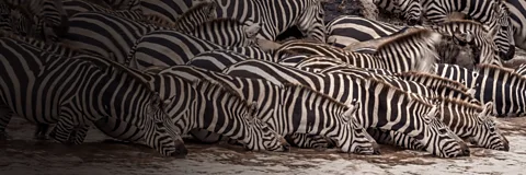 Nature's Great Migrations Season 1