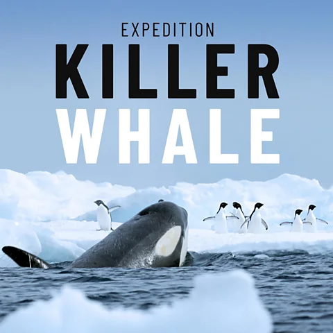 Expedition Killer Whale Season 1