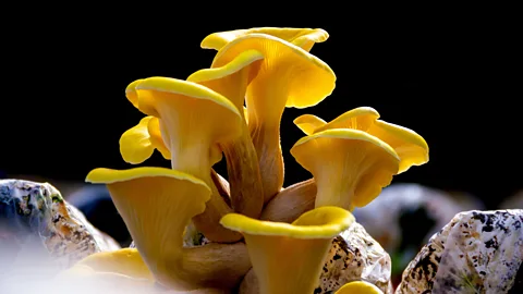 Getty Images The fruits of a cultivated golden oyster mushroom (Credit: Getty Images)