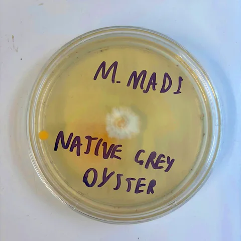 Mohamed Madi My cloning experiment was successful, with a white fuzz of mycelium spreading out from the piece of mushroom flesh I cut from a grey oyster mushroom (Credit: Mohamed Madi)
