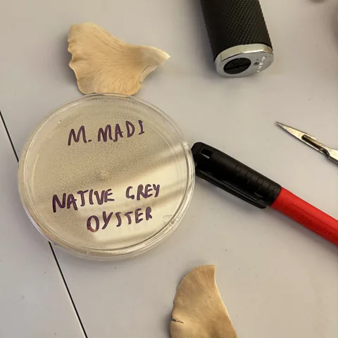 Mohamed Madi I tried my hand at cloning the UK's native grey oyster, a crucial technique for preserving the genetics of mushrooms under threat (Credit: Mohamed Madi)