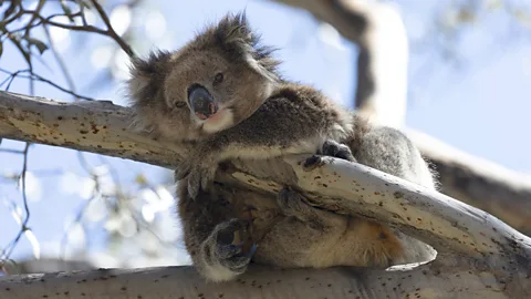 Ana Norman Bermudez A koala on Kangaroo Island hugs a tree branch and looks at the camera (Credit: Ana Norman Bermudez)