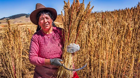 Getty Images Quinoa has been cultivated in the Peruvian Andes for thousands of years (Credit: Getty Images)
