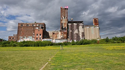 Getty Images Brownfield sites may help relieve some of the stress of different species having to compete on shrinking meadowland (Credit: Getty Images)