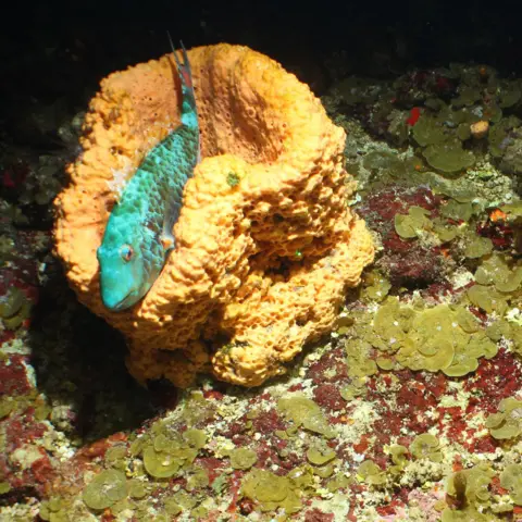 CEFAS Mesophotic coral in Anguilla