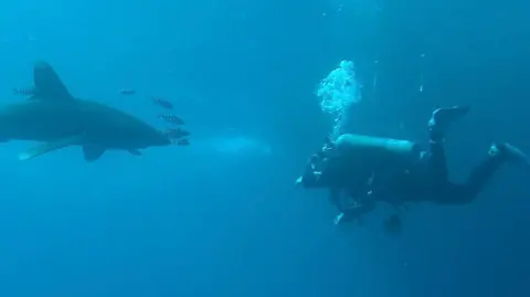 Dave Allen Mia Ellis-Kennedy scuba diving in open blue water, facing a large shark gliding nearby with several small fish trailing behind it. Bubbles rise from her gear as they hover in the water.