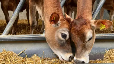 A close-up shot of two Jersey cows bowing their heads to feed from a trough. They're putting their necks between metal bars to eat.