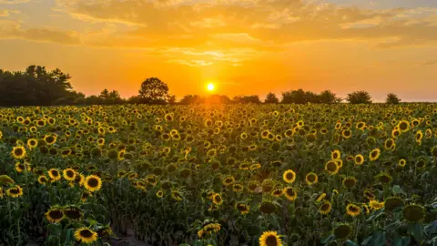 The sun sets over a field of sunflowers. The sky is deep orange and yellow.