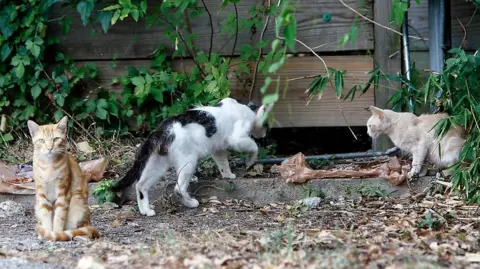 Three think-looking cats - one ginger tabby, looking at the camera, a black and white cat, and a light ginger cat - photographed in an overgrown outside area near a wooden shed. There is litter on the ground.