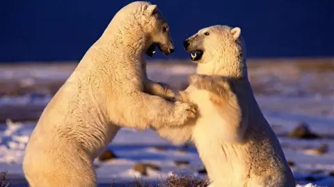 Doug Allan Two polar bears standing on their hind legs on snowy tundra, facing each other and touching forepaws, with a dark blue sky in the background.