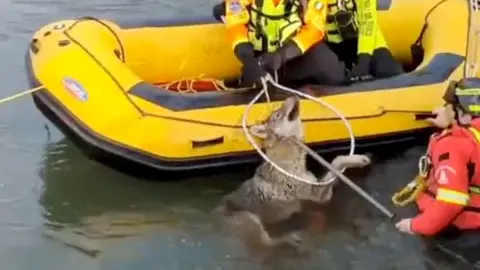 Rescuers save a wolf from a canal with a yellow boat