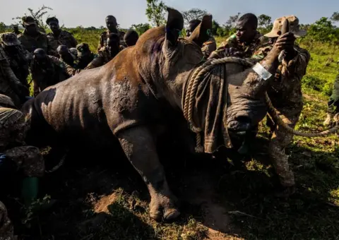 Reuters A rhino with is horn tied up with a large rope is surrounded by park rangers.