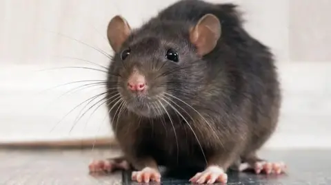 Rat