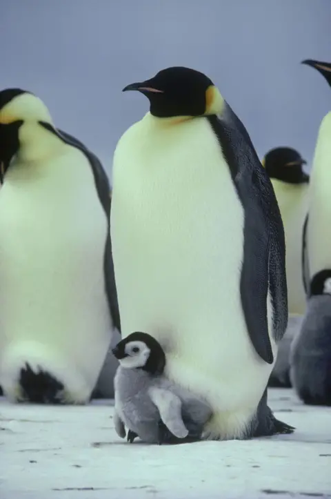 Getty Images - Doug Allan Emperor penguin standing on Antarctic ice with a small chick sheltered between the adult penguin’s feet, surrounded by other penguins in a cold, overcast polar setting