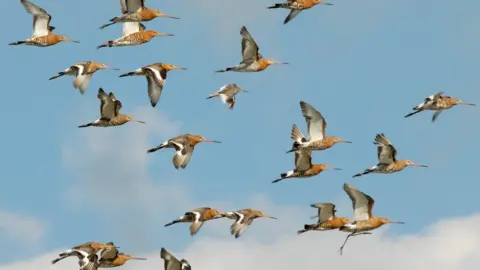 godwits
