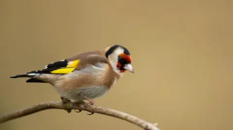 A goldfinch is perched on a small twig, it has a soft brown coloured chest with striking bright yellow and black wings. The bird has a bright red face with a streak of black at the top of its head, and a small pinkish-white beak.