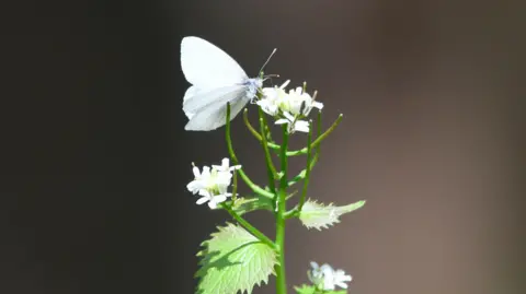 Randy Bodkins A West Virginia White butterfly is perched on a cluster of small white flowers. The butterfly has delicate, white wings with a faint hint of veins visible. The plant has bright green, serrated leaves and a slender stem. The background is blurred, creating a soft contrast with the sharply focused butterfly and plant. 