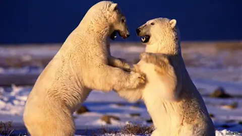 Doug Allan Polar bears fighting