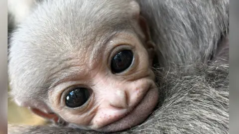 The photo shows a baby gibbon with large eyes, resting its head on the shoulder of another gibbon.