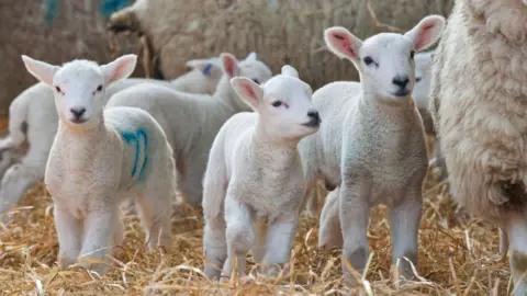 Six young-looking lambs are standing in hay surrounded by much larger sheep. One lamb has a blue mark sprayed on its side for identification. Another lamb in the background has a blue tag attached to its ear.