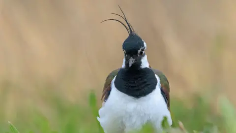 Stock image of a northern lapwing. It has black feathers on its head and a white body.
