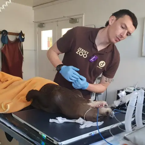 Durrell Wildlife Conservation Trust A vet wearing a brown polo shirt with Durrell and Jersey Zoo branding and blue surgical gloves. He is looking over the brown otter lying on an operating table, partly covered by an orange blanket and with tubes in its mouth, which is open showing its teeth